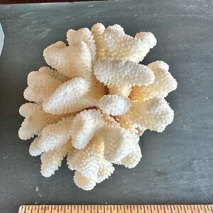 Natural White Coral Home Accent Decorswashells